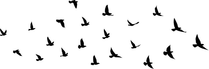 Naklejka na ściany i meble Black vector flying birds flock silhouettes isolated on white background. symbol tattoo design graphic.