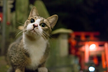 京都 神秘的な夜の伏見稲荷大社に暮らす可愛らしい野良猫