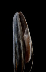 sunflower seed on a black background. super macro