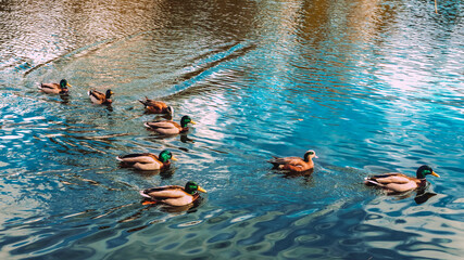 Family of ducks enjoying a bright spring day on a park pond.