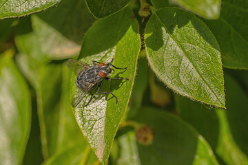 Flesh Fly Sitting on a Leaf