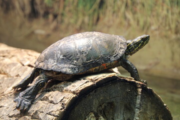 turtle on a log