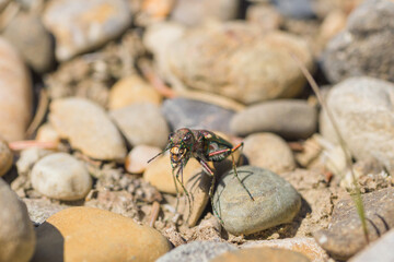 Tiger Beetle sitting in gravel