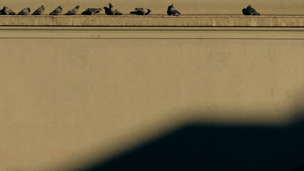 pigeons bask in the sun