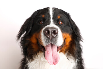 Fototapeta premium Photo Bernese Mountain Dog on a white background. Studio shot of a dog in front of an isolated background. 