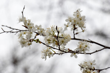 tree blossom