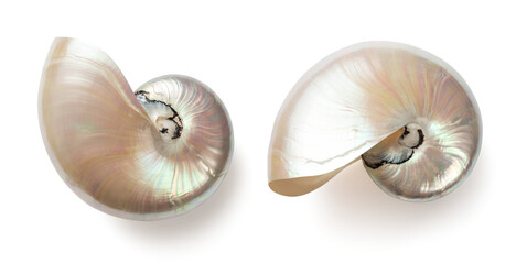 beautiful shiny pearly nautilus shell (nautilus pompilius), isolated seaside design element with mother-of-pearl surface for your ocean, summer or wedding flatlays / layouts - obrazy, fototapety, plakaty