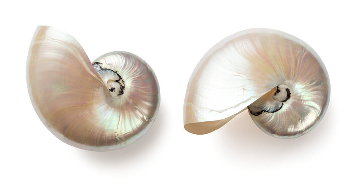 beautiful shiny pearly nautilus shell (nautilus pompilius), isolated seaside design element with mother-of-pearl surface for your ocean, summer or wedding flatlays / layouts