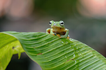 green tree frog