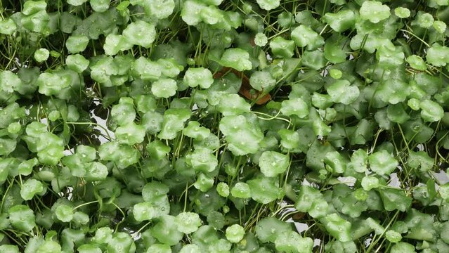 top down view of Centella Asiatica tree green field in small tropical botanical pond unsder sunny day sunshine with water droplet on the surface