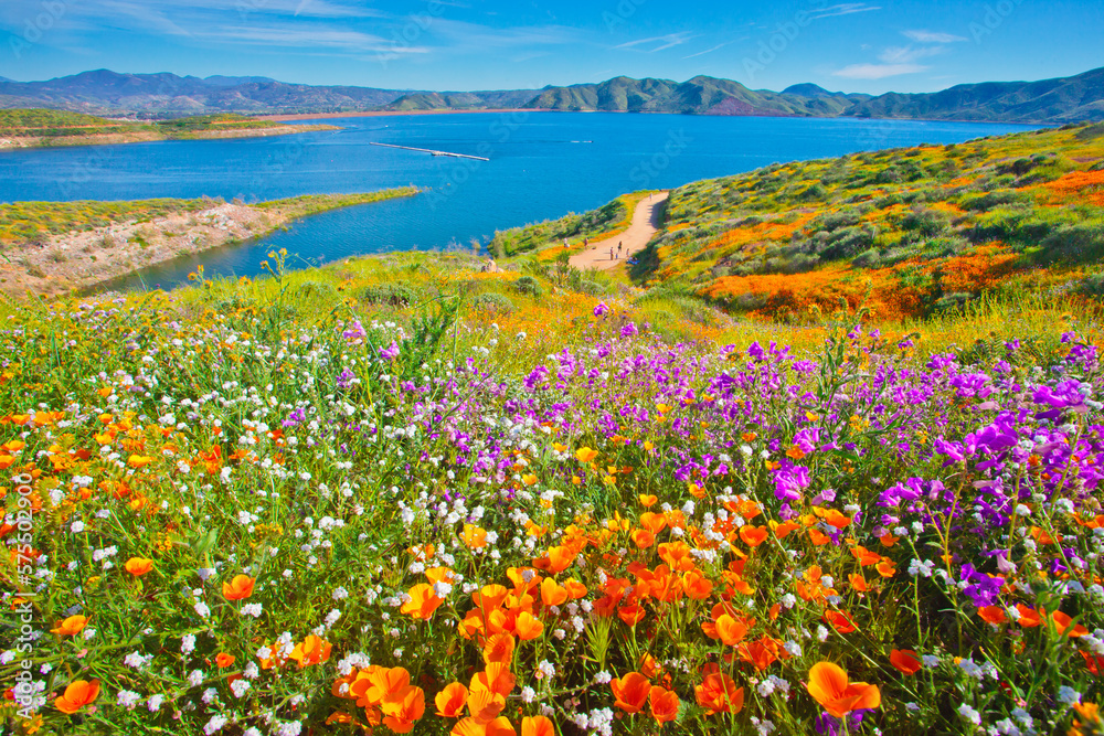 Wall mural Stunning and colorful wildflower bloom at Diamond Valley Lake in Riverside County, one of the best place to see California wildflowers