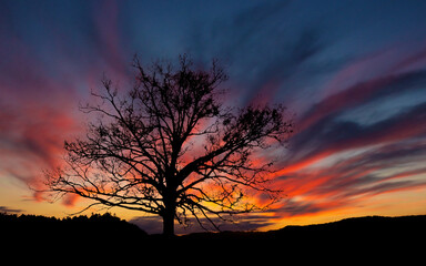 Tree silhouette against sunset sky