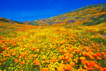Stunning and colorful wildflower bloom at Diamond Valley Lake in Riverside County, one of the best place to see California wildflowers