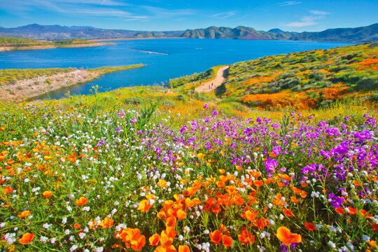 Stunning and colorful wildflower bloom at Diamond Valley Lake in Riverside County, one of the best place to see California wildflowers