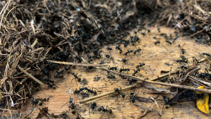 Close up photo of a board occupied by thousands of black ants. Herds of black ants are working together to build a nest that has been damaged.