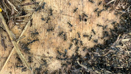 Eye-level photo of a black ant nest. Thousands of black ants work together to build a nest.