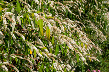Sydney Australia, flowering veronica salicifolia or hebe salicifolia is found throughout the South Island of New Zealand and Chile