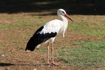 Birds in a children's city park on the seashore in Israel.