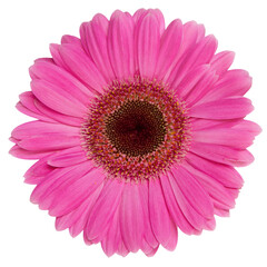 Top view of Pink Gerbera flower isolated on white background.