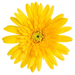 Top view of Yellow Gerbera flower isolated on white background.