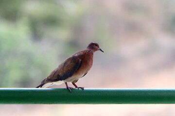 Birds in a children's city park on the seashore in Israel.