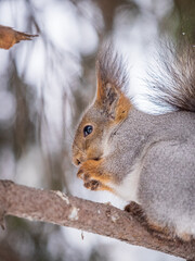Fototapeta premium The squirrel with nut sits on tree in the winter or late autumn
