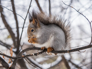 Fototapeta premium The squirrel with nut sits on tree in the winter or late autumn