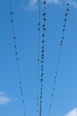 Pássaros no fio - wire birds