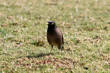 Birds in a children's city park on the seashore in Israel.