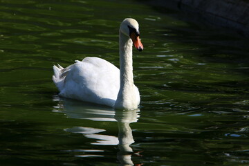 Birds in a children's city park on the seashore in Israel.