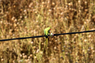 Birds in a children's city park on the seashore in Israel.