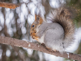 The squirrel with nut sits on tree in the winter or late autumn