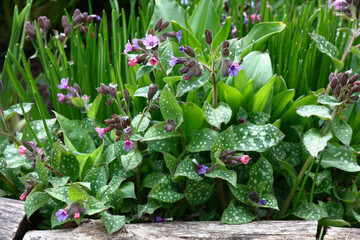 Obraz premium Fragment of a spring flower bed with a border from short logs. The pulmonaria grows and blossoms near a border among other plants.