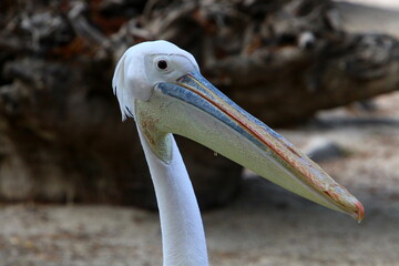 Birds in a children's city park on the seashore in Israel.