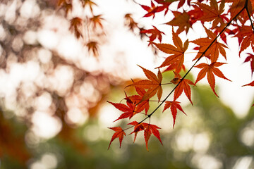 夕方の紅葉