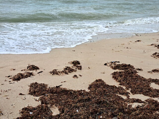 Sargassum on the shore of the beach, a type of seaweed in the Caribbean, a serious environmental problem in Mexico, a kind of algae epidemic out of control that kills turtles and fish