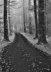 road in the woods black and white