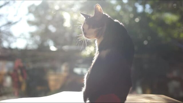 ひなたぼっこをするキジ猫