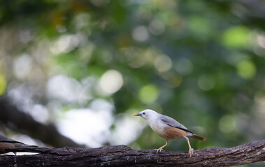 Malabar starling perched on a tree branch