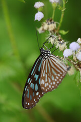 a nature concept, Butterfly and Wild Flowers