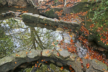 Beech trees reflected in a pond in Autumn	