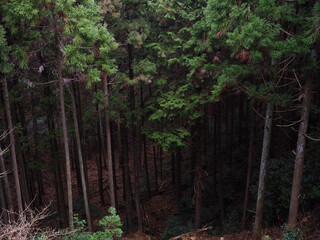 静かで神秘的な場所。ロードオブザリングの世界観