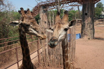 The giraffe is the tallest living animal on land. They are native to Africa and can be found in the...
