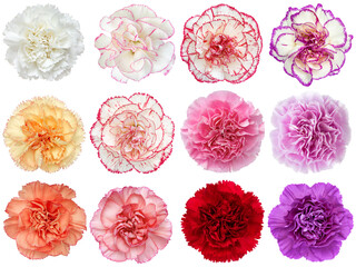 Set of Colorful Carnation Flowers collection isolated on White Background. studio shot