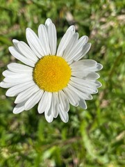 Fototapeta premium Garden