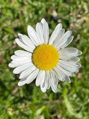 Fototapeta premium daisy flower