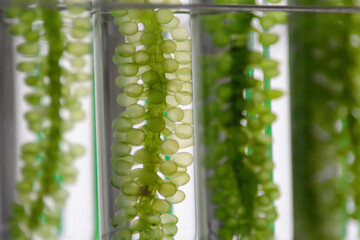 Scientists present the use of biofuels to reduce environmental problems and pollution, algae fuel biofuel industry as an alternative to the future, research preservation of plants in laboratory.