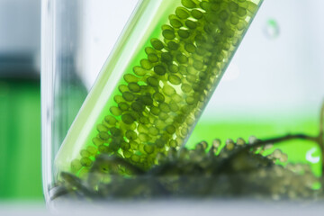 Scientists present the use of biofuels to reduce environmental problems and pollution, algae fuel...