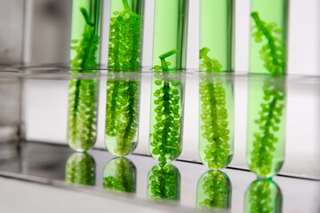 Scientists present the use of biofuels to reduce environmental problems and pollution, algae fuel biofuel industry as an alternative to the future, research preservation of plants in laboratory.