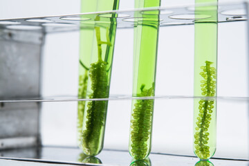 Scientists present the use of biofuels to reduce environmental problems and pollution, algae fuel biofuel industry as an alternative to the future, research preservation of plants in laboratory.